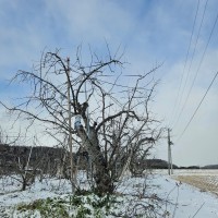 20240116　りんごの樹（雪）
