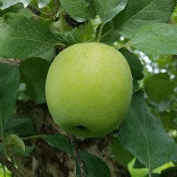 20220812　8月のサンふじの状態